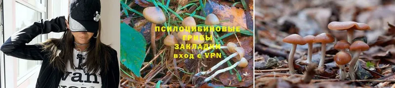 Псилоцибиновые грибы мицелий  Кольчугино 